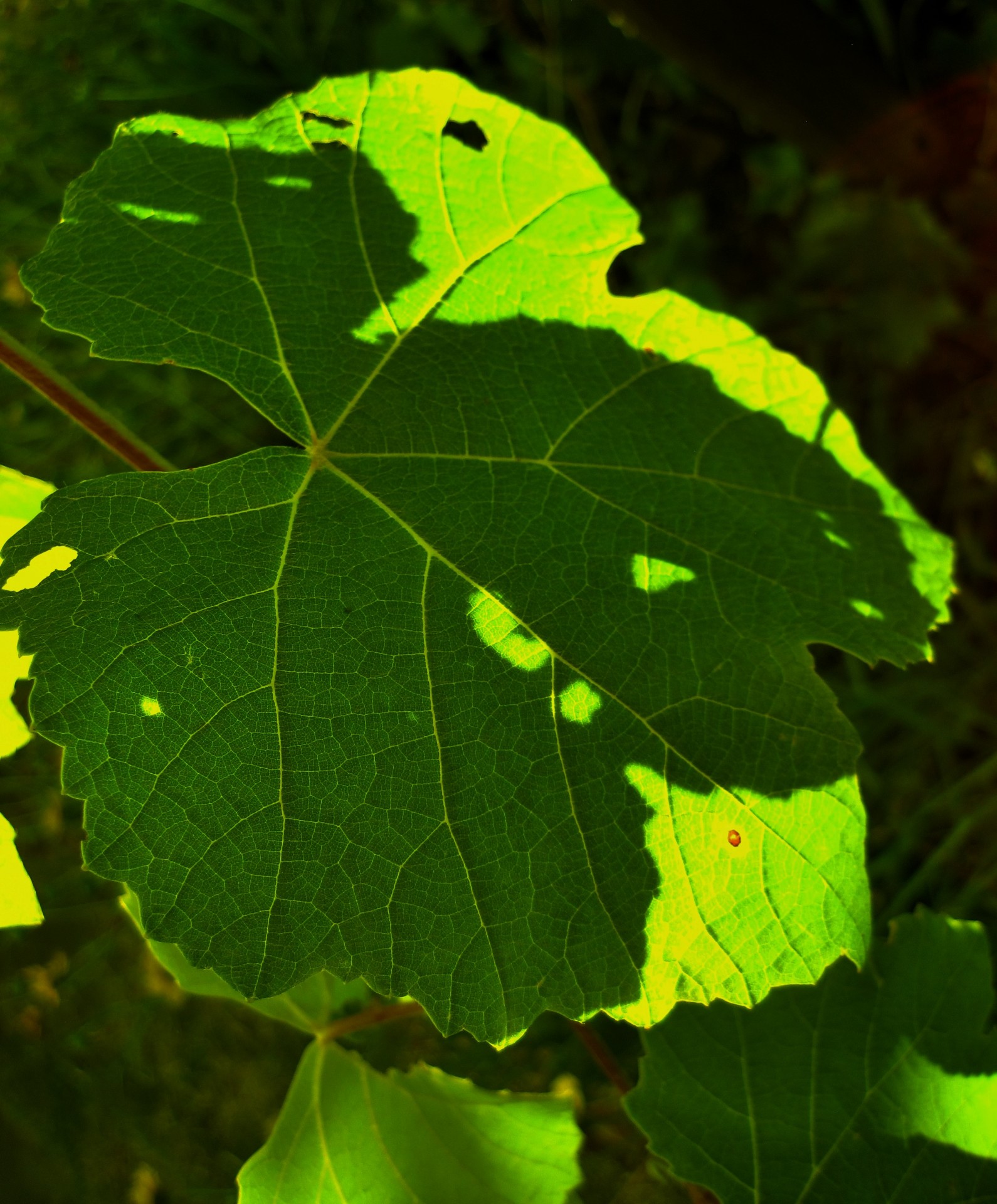 vine grape leaf free photo