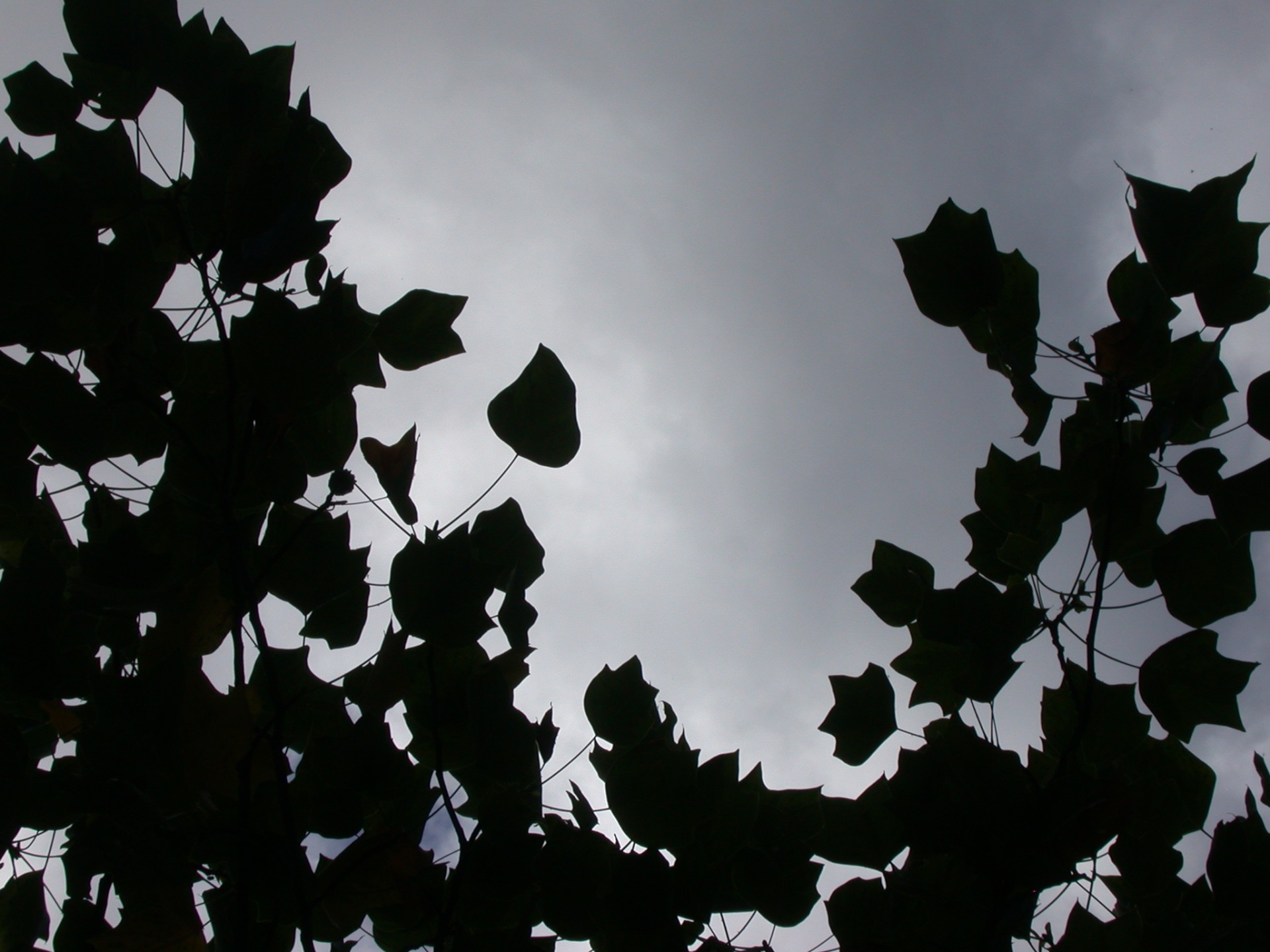 foliage leaves against light free photo