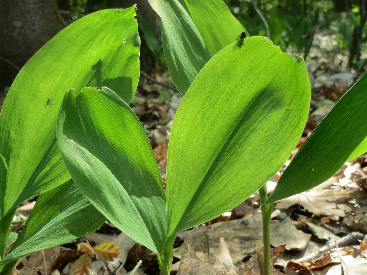 convallaria majalis lily-of-the-valley lily of the valley free photo