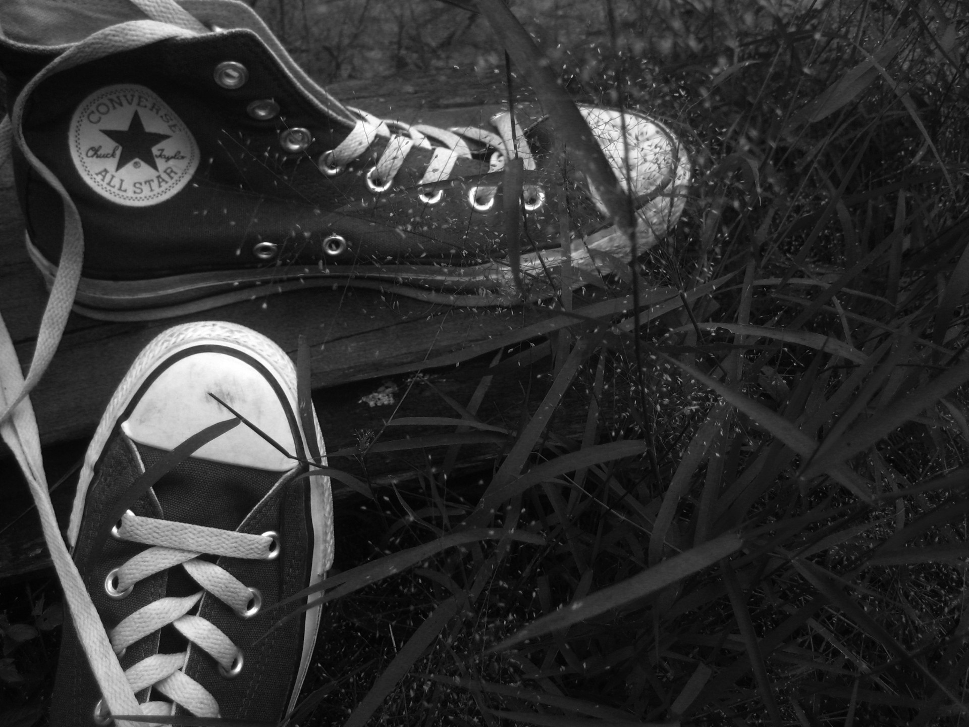 converse shoes sneakers free photo