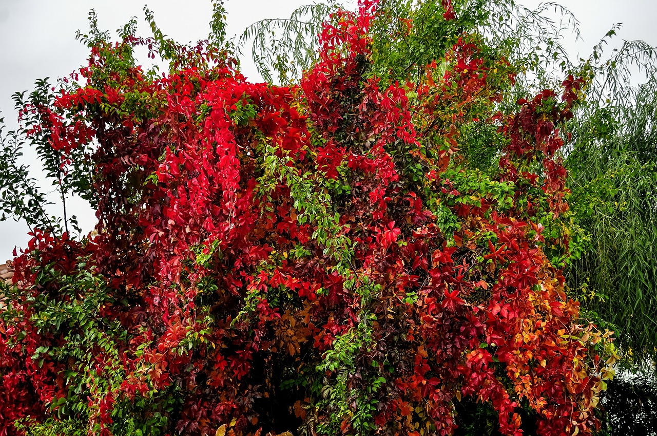 convolvulus bush colorful free photo