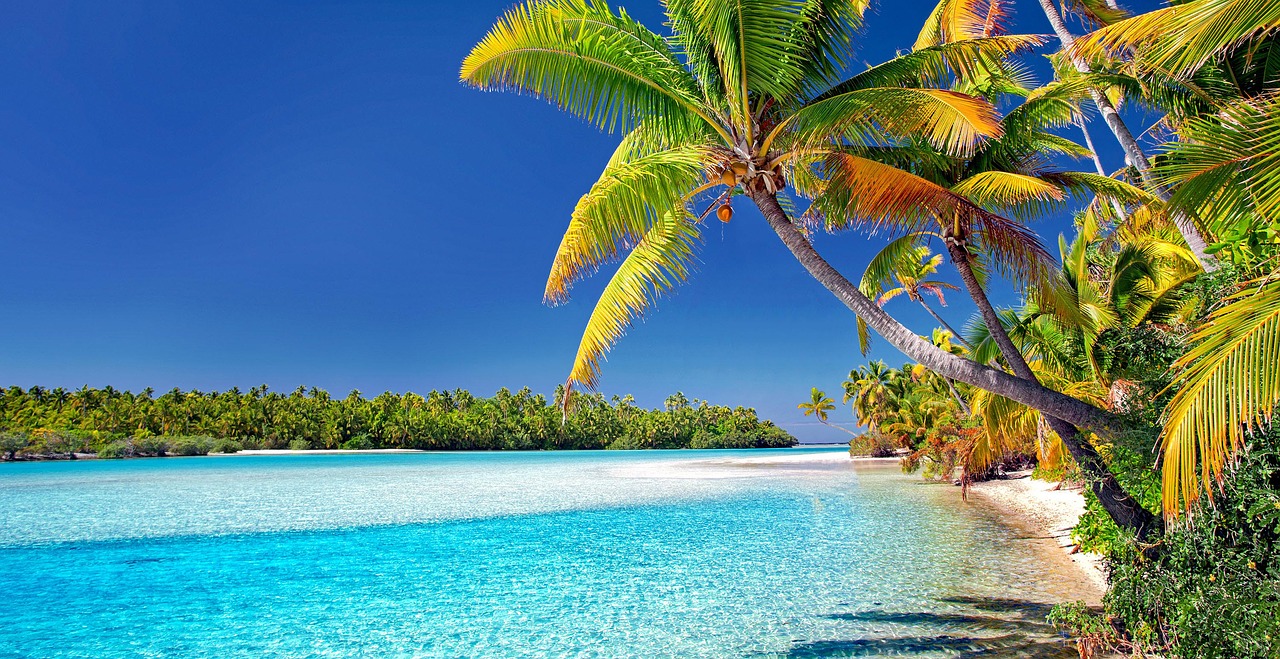 cook islands  beach  palm trees free photo