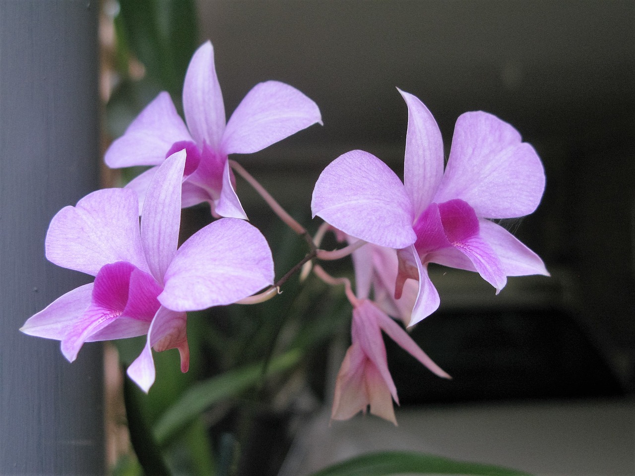 cooktown orchid orchid flowers free photo