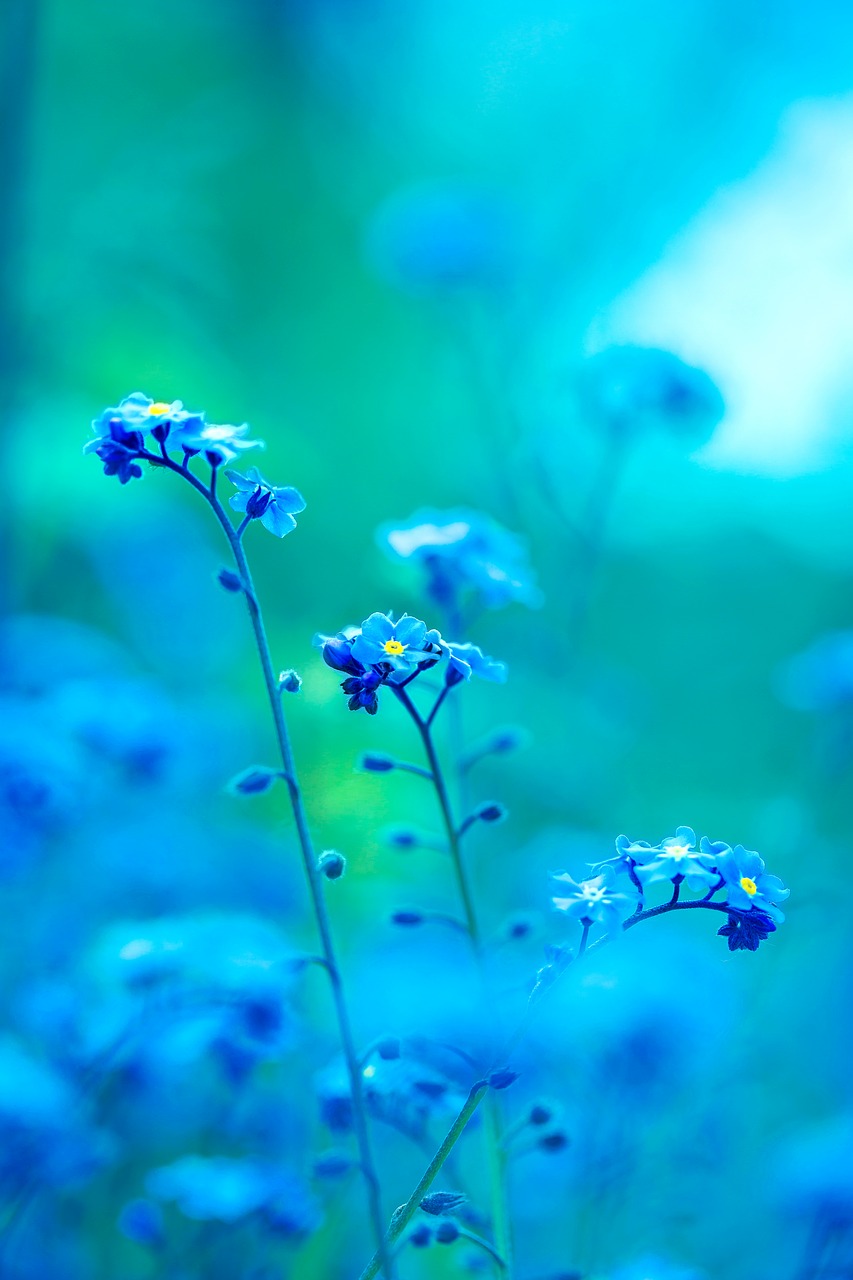 Cool Blue Buds Summer Light Free Image From Needpix Com