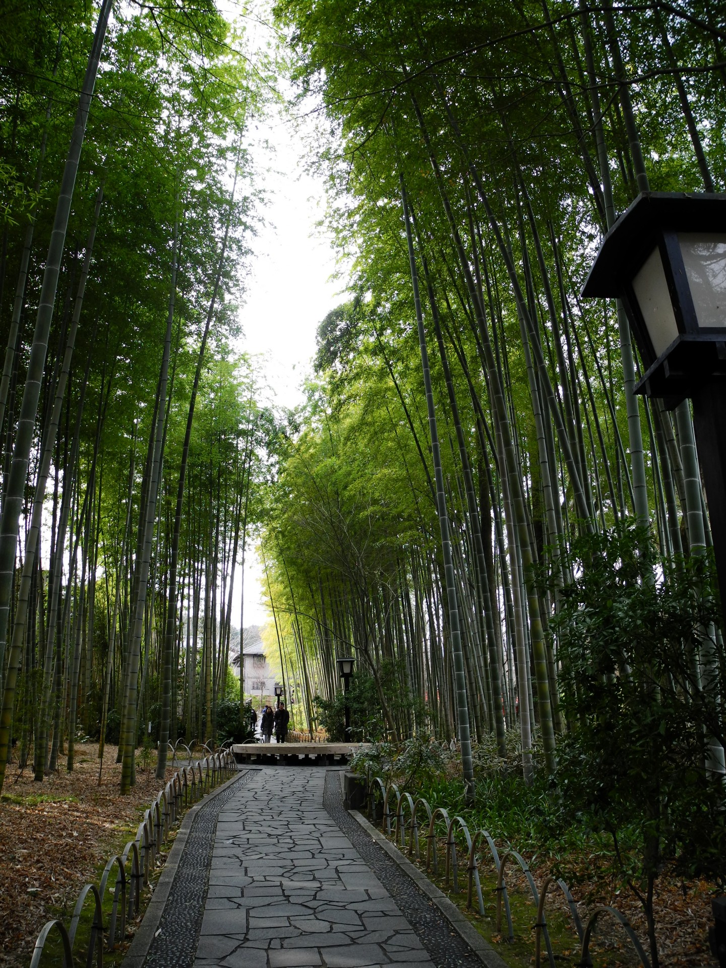 bamboo shuzenji onsen japan free photo