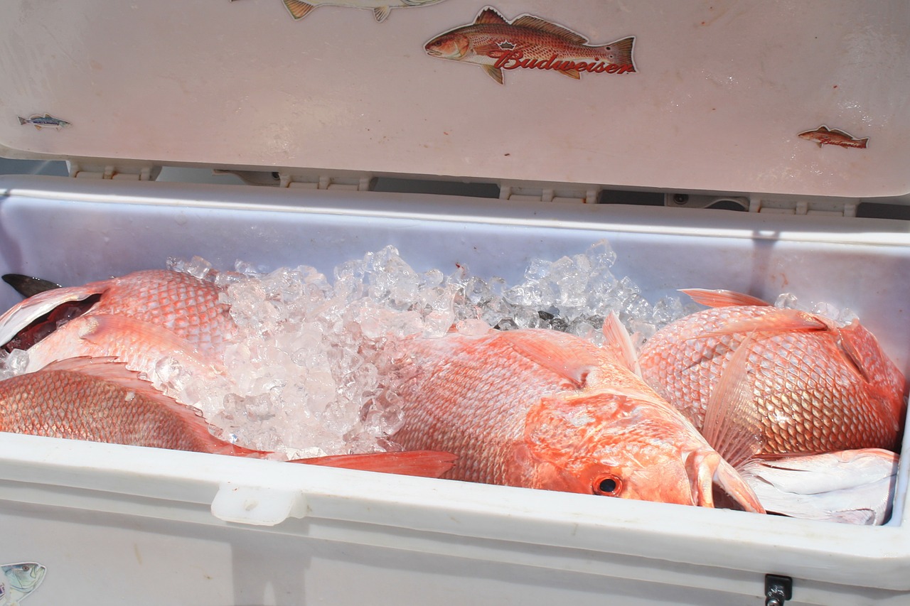 cooler seafood red snapper free photo