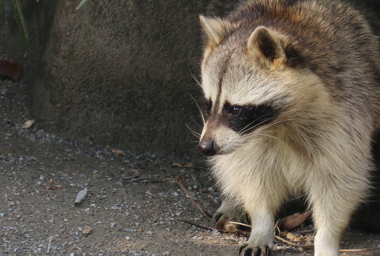 coon animal zoo free photo