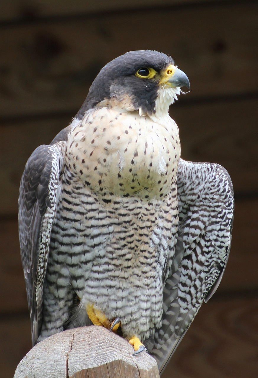 cooper's hawk bird raptor free photo