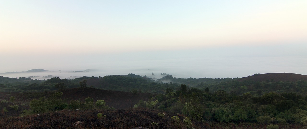 coorg fog forests free photo