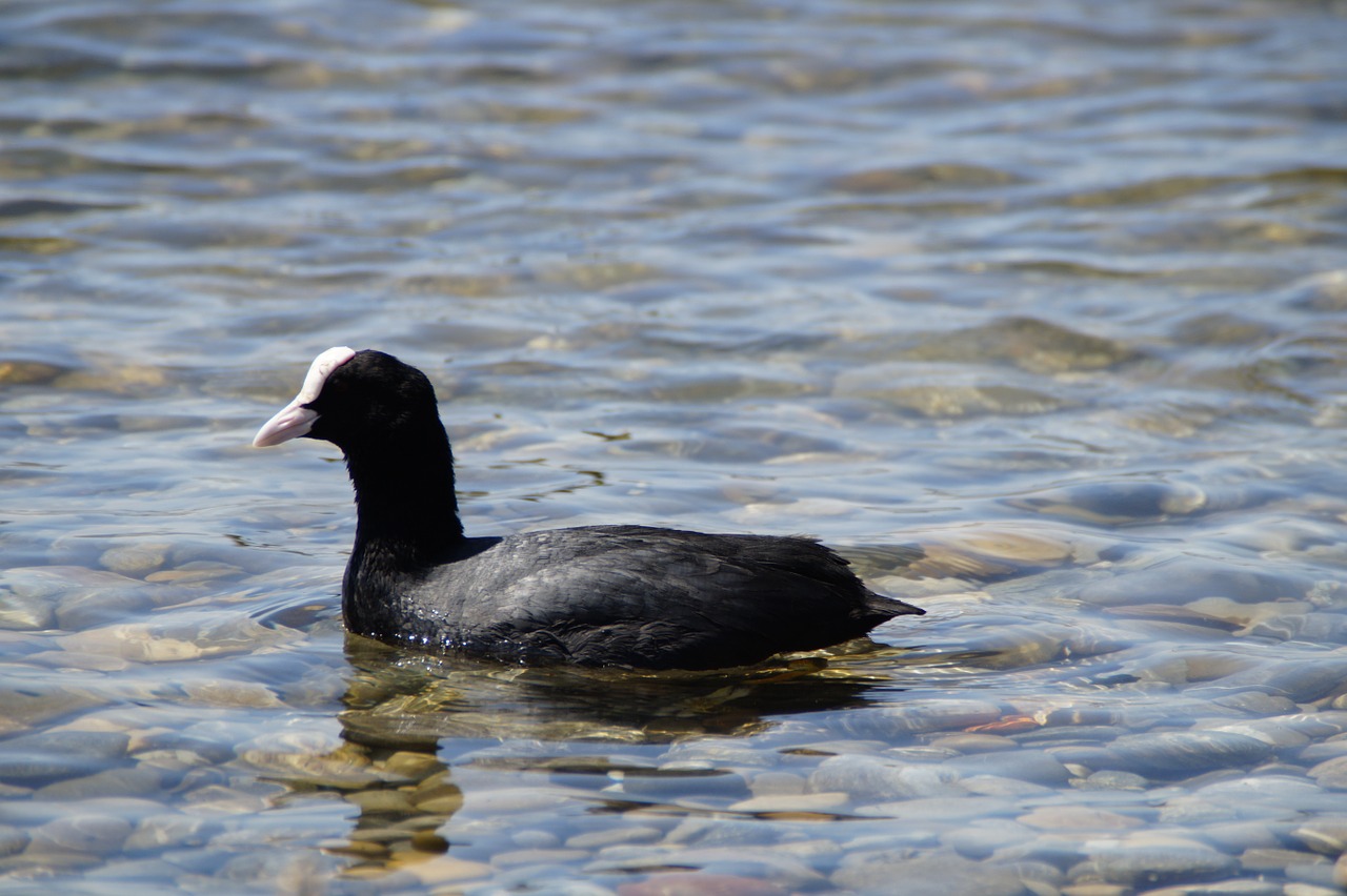 coot ralle water bird free photo