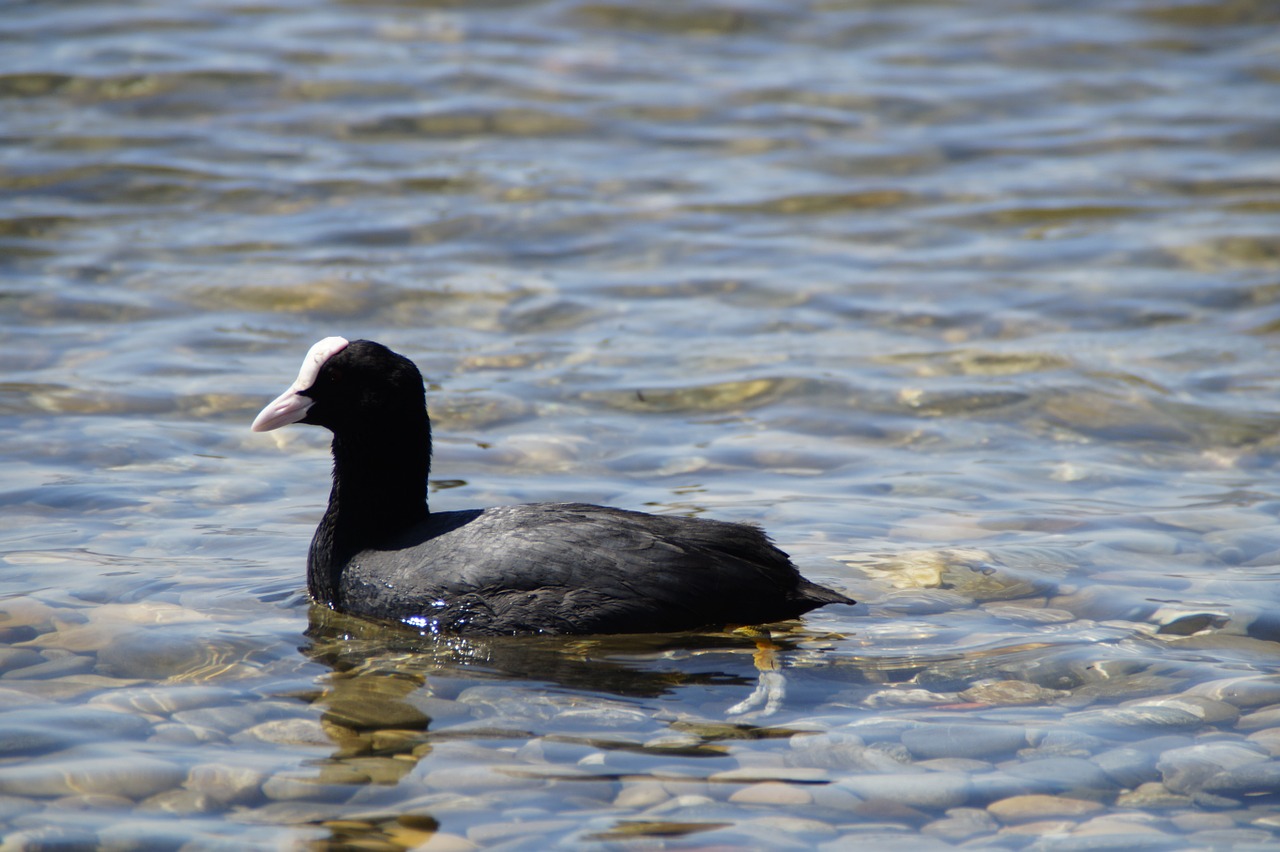 coot ralle water bird free photo