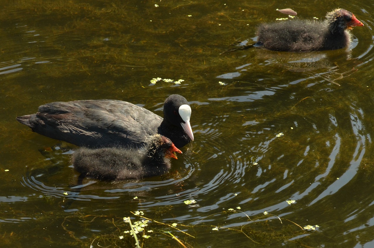 coot bird waterfowl free photo