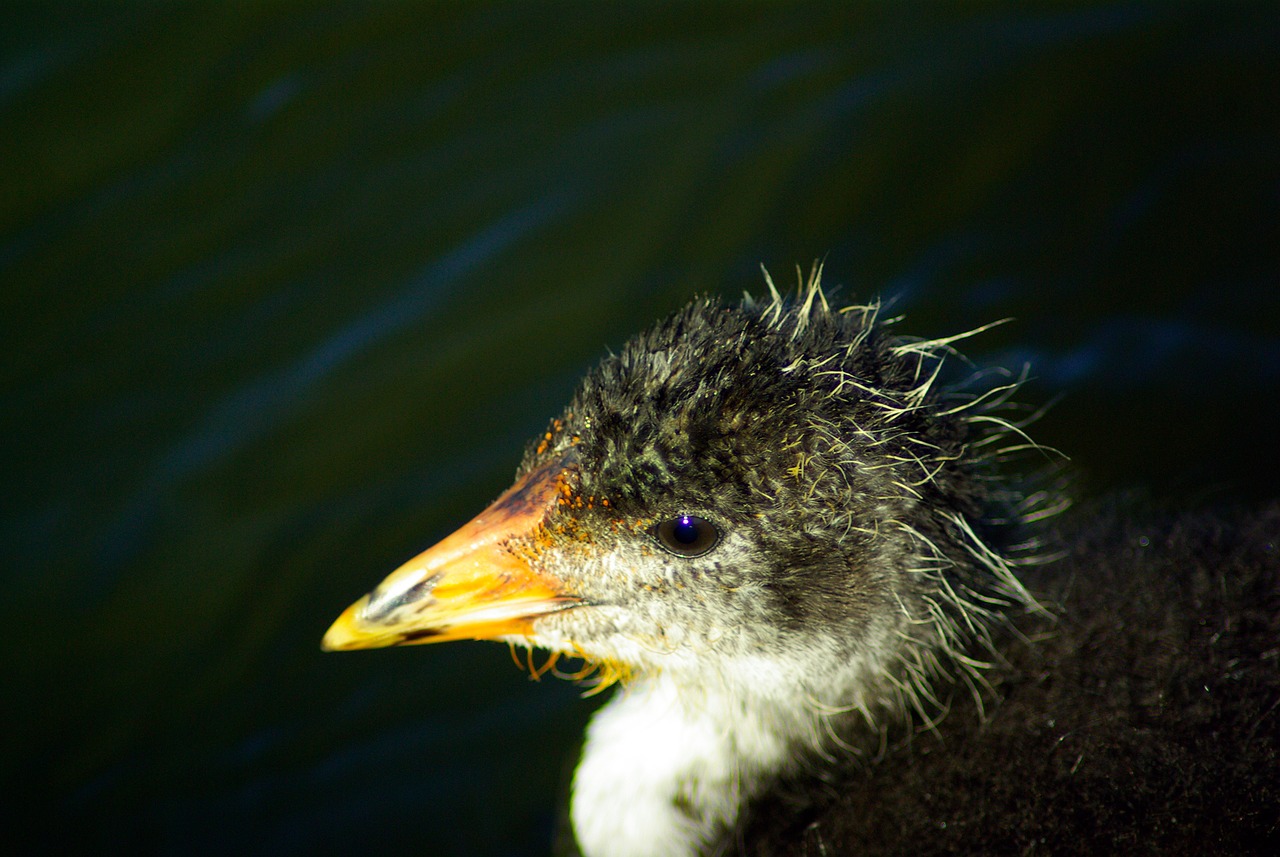 coot chicks young animal free photo