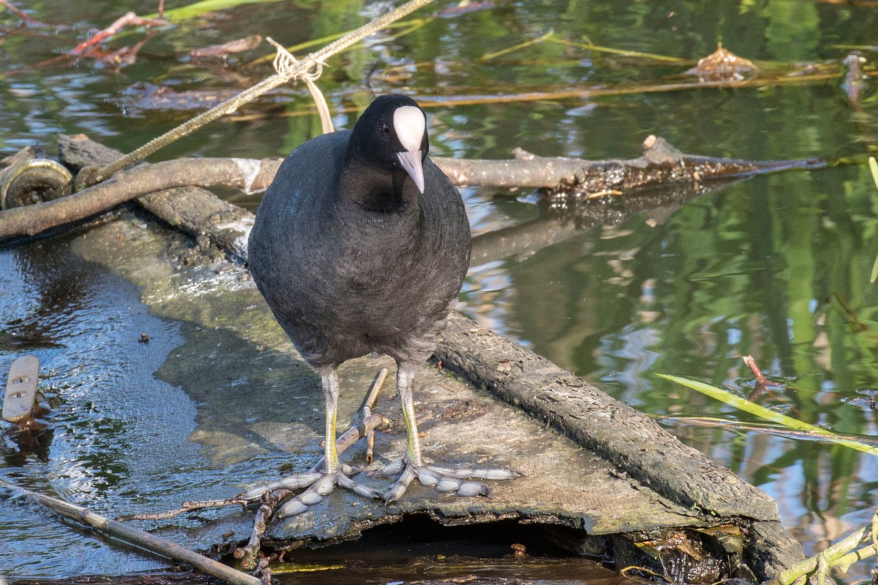 coot pond nature free photo