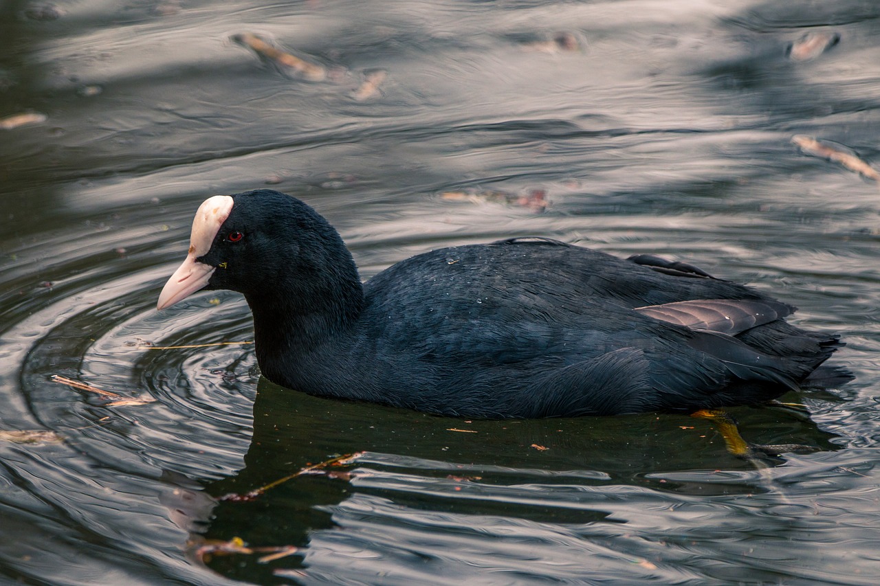 coot duck water bird free photo