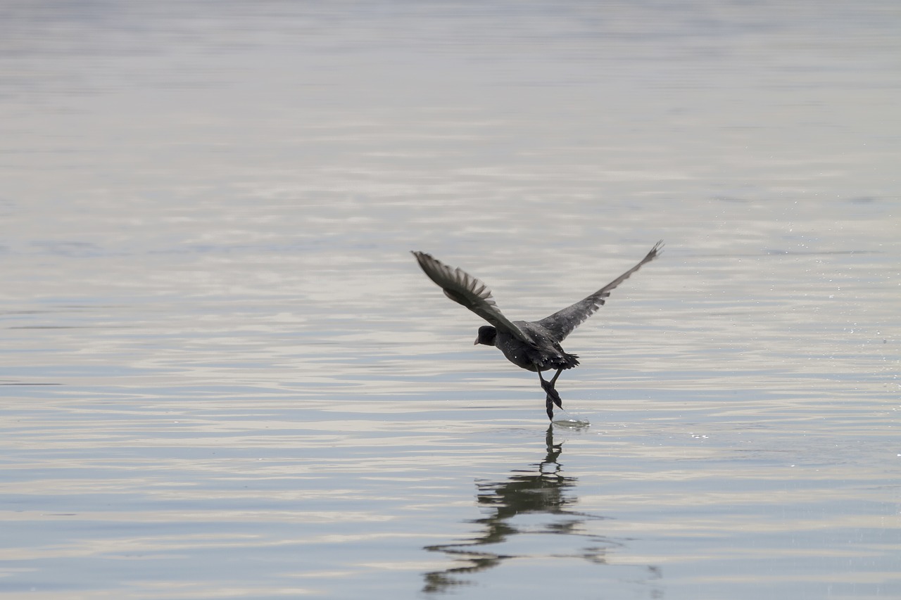 coot water bird wing free photo