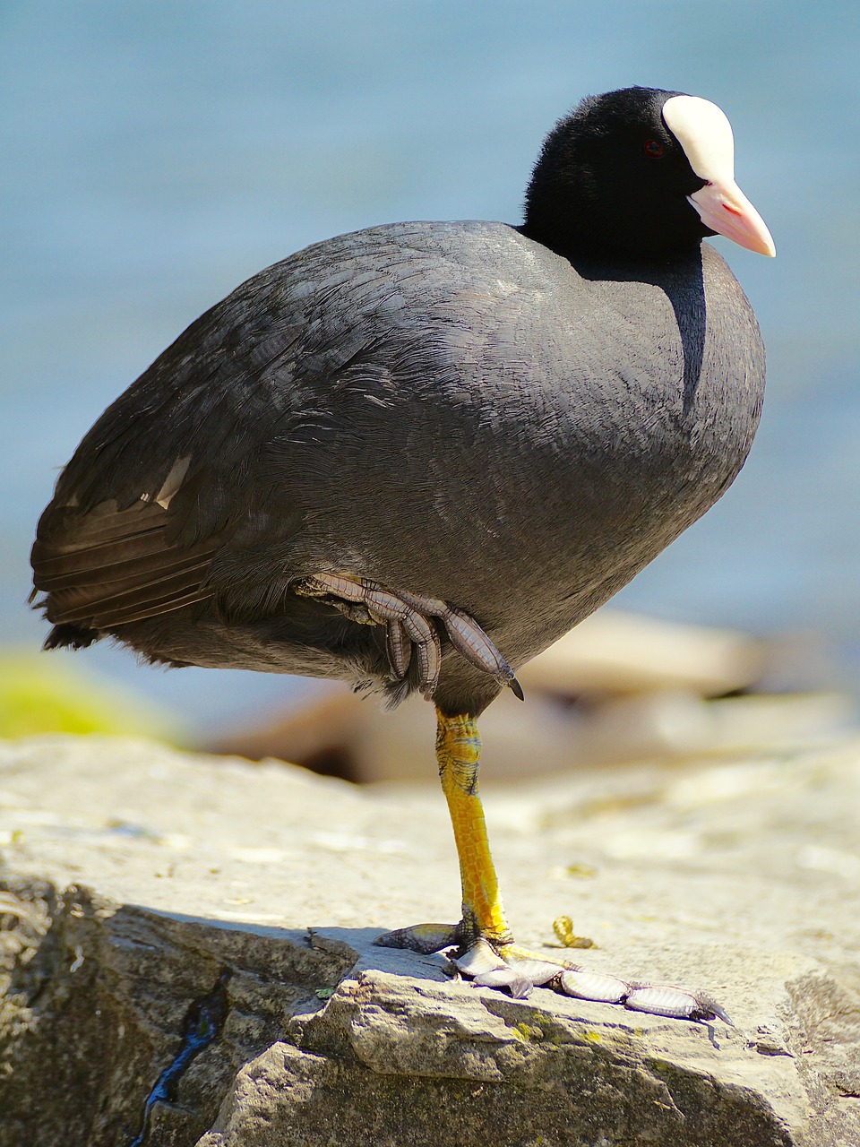 coot crane bird water bird free photo