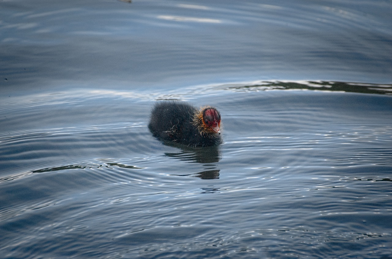 coot ralle chicks free photo