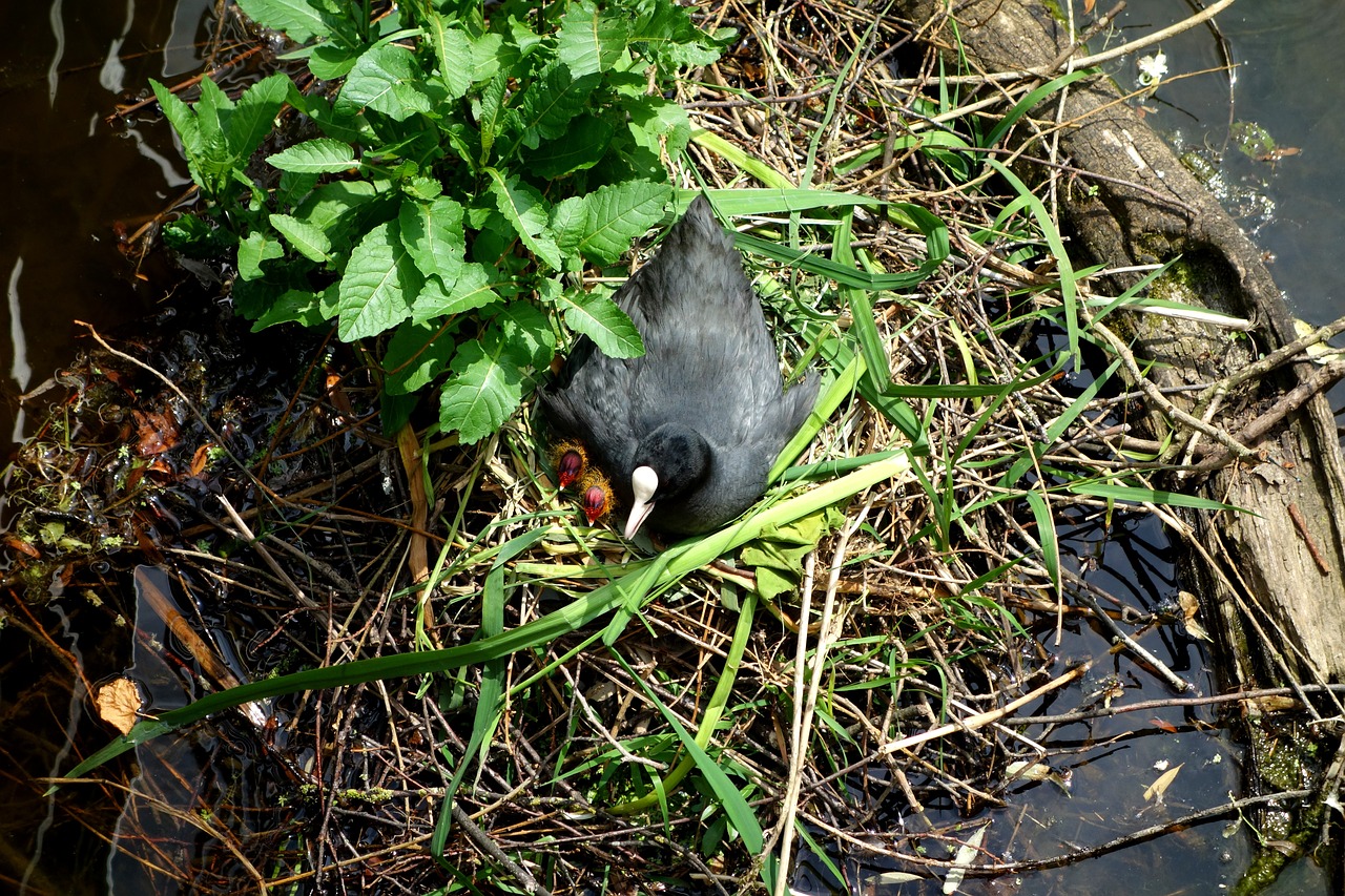 coot ralle water chicken chicks free photo