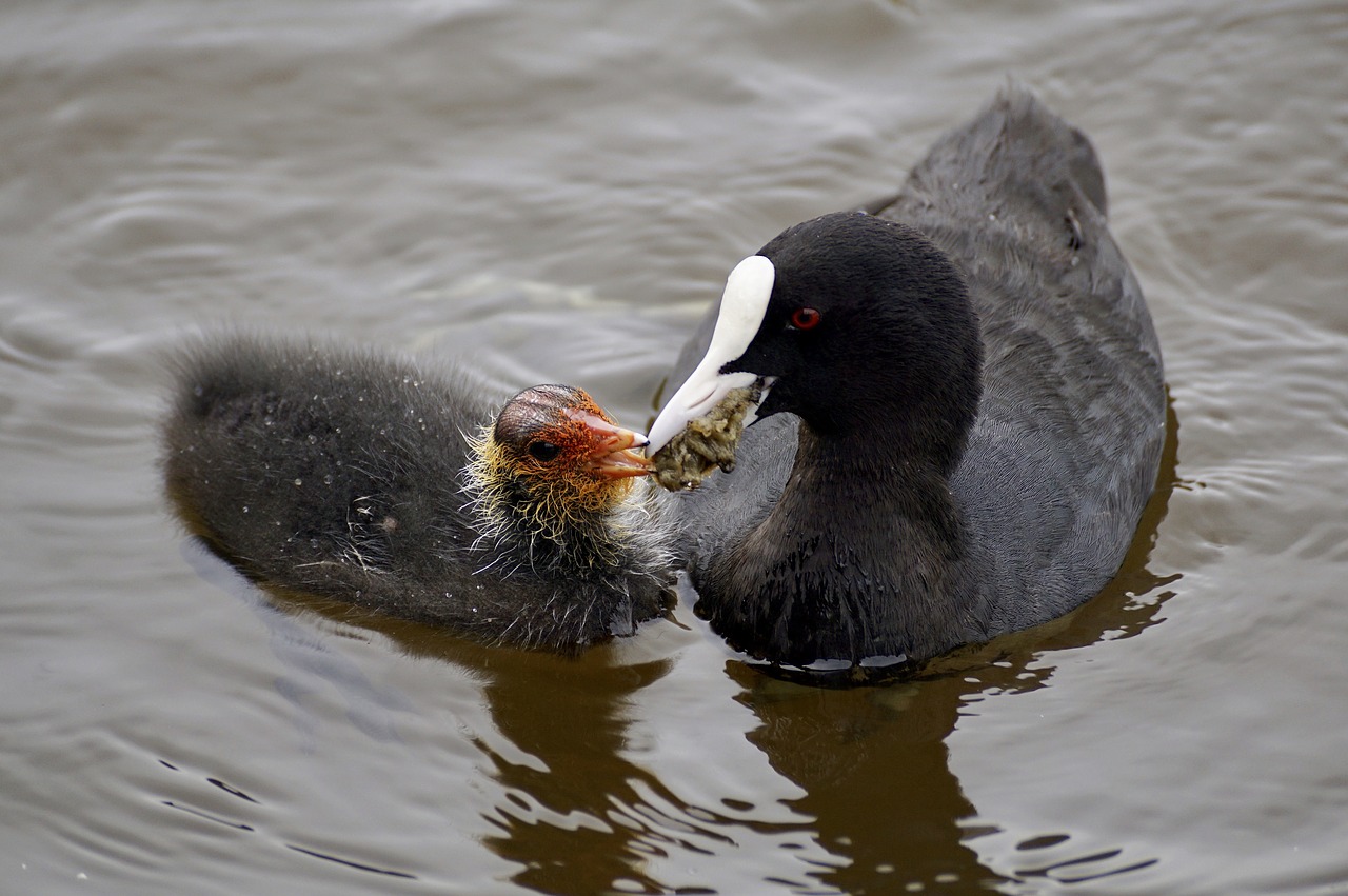 coot waterfowl plumage free photo