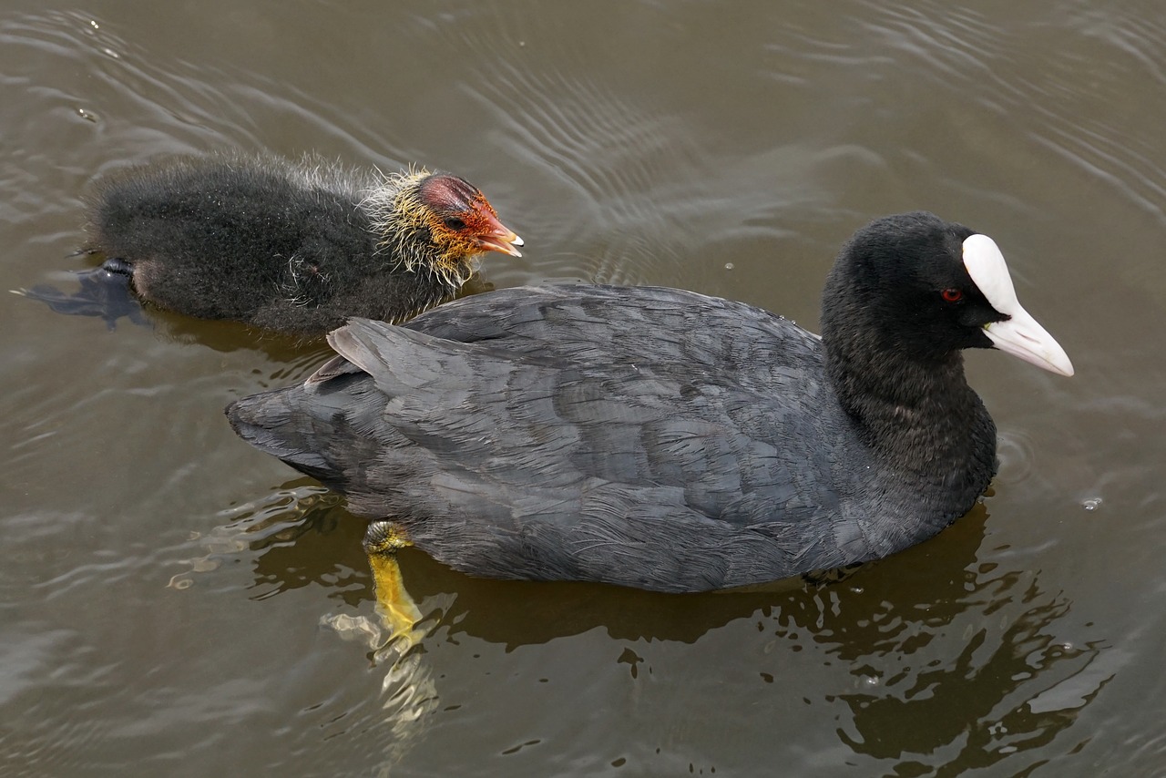 coot waterfowl plumage free photo