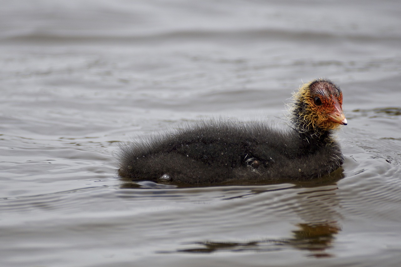 coot chicks young free photo