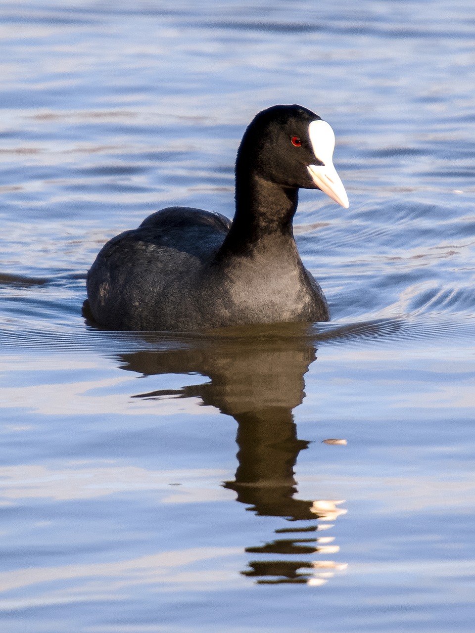 coot bird water bird free photo