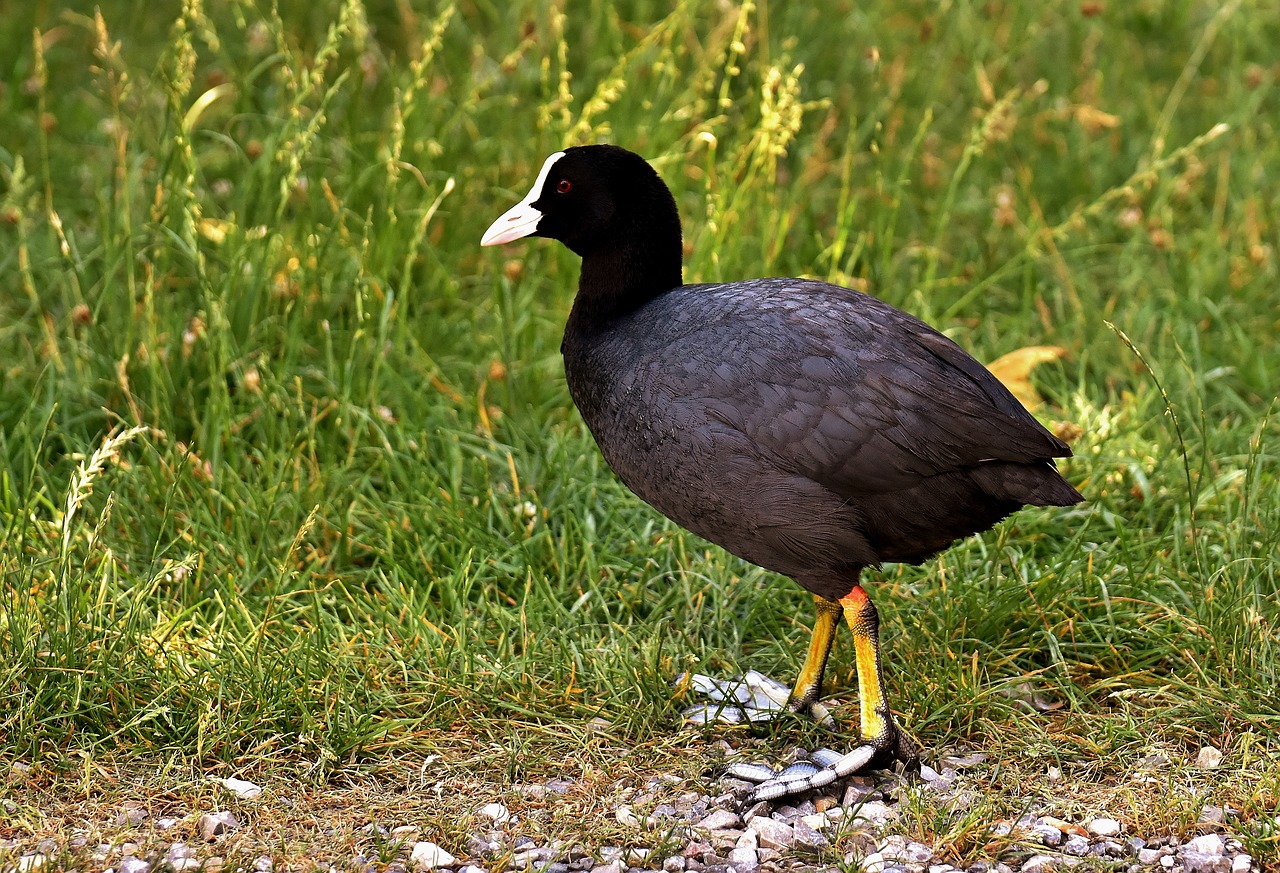 coot animal wildlife photography free photo