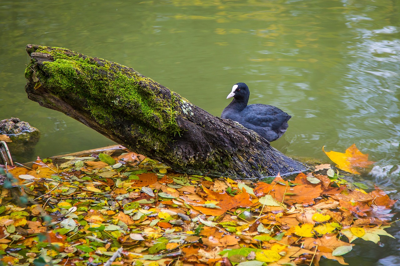 coot lake autumn free photo