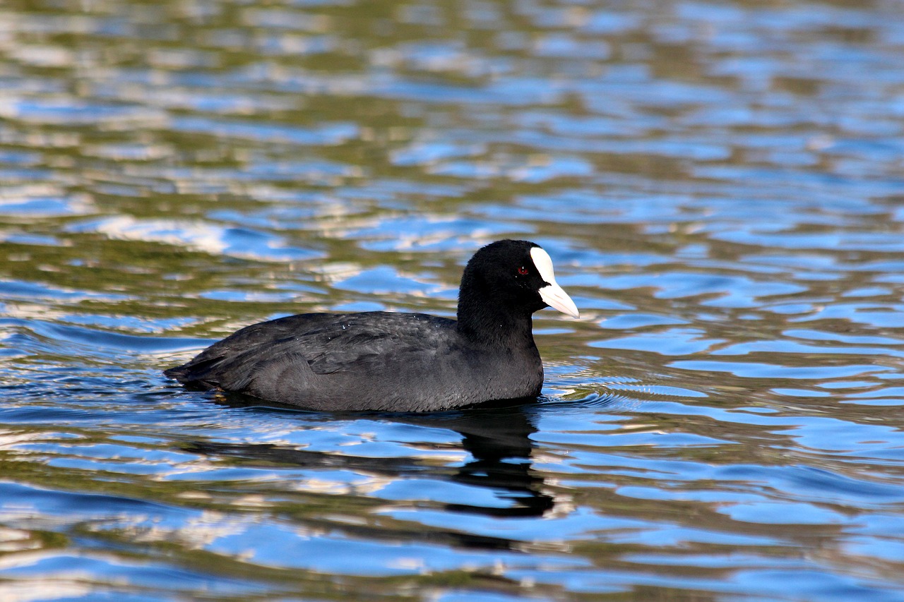 coot  fulica atra  bird free photo