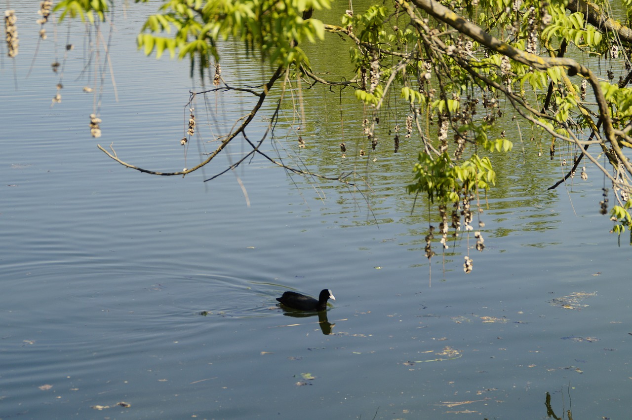 coot idyll idyllic free photo