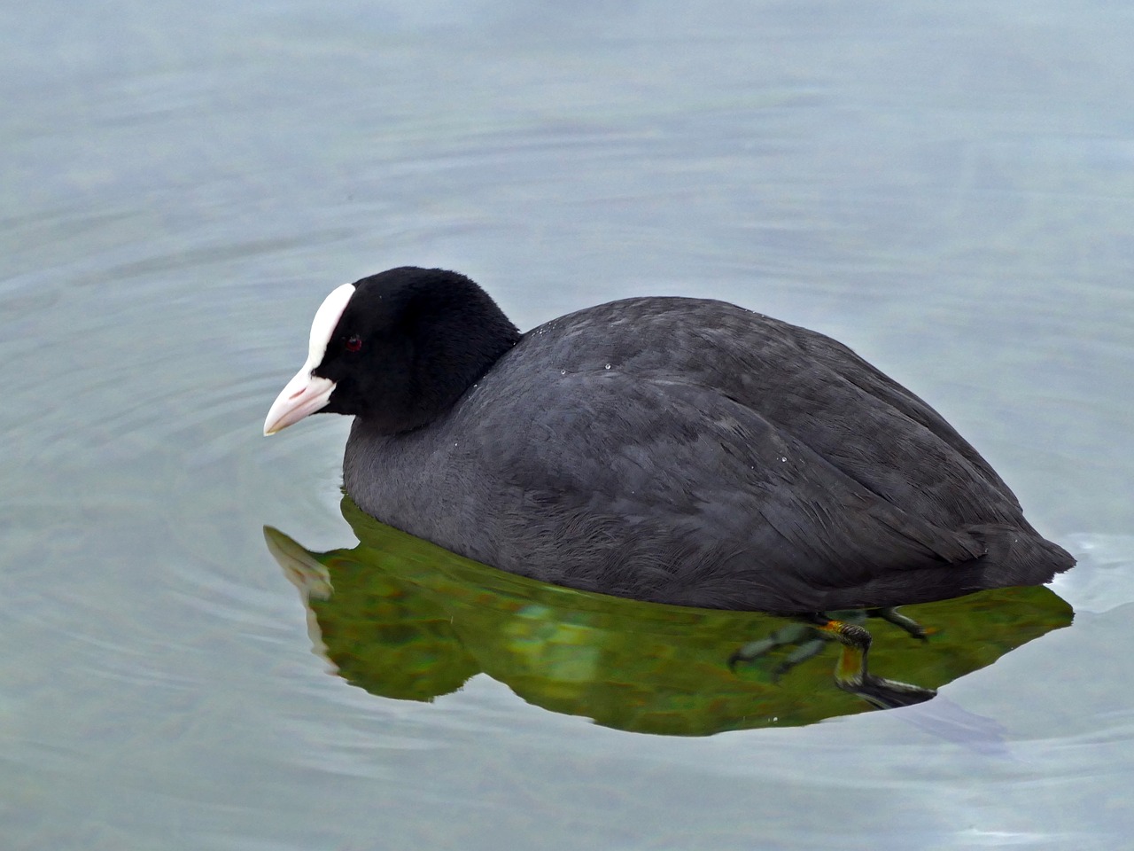 coot  waterfowl  birds free photo