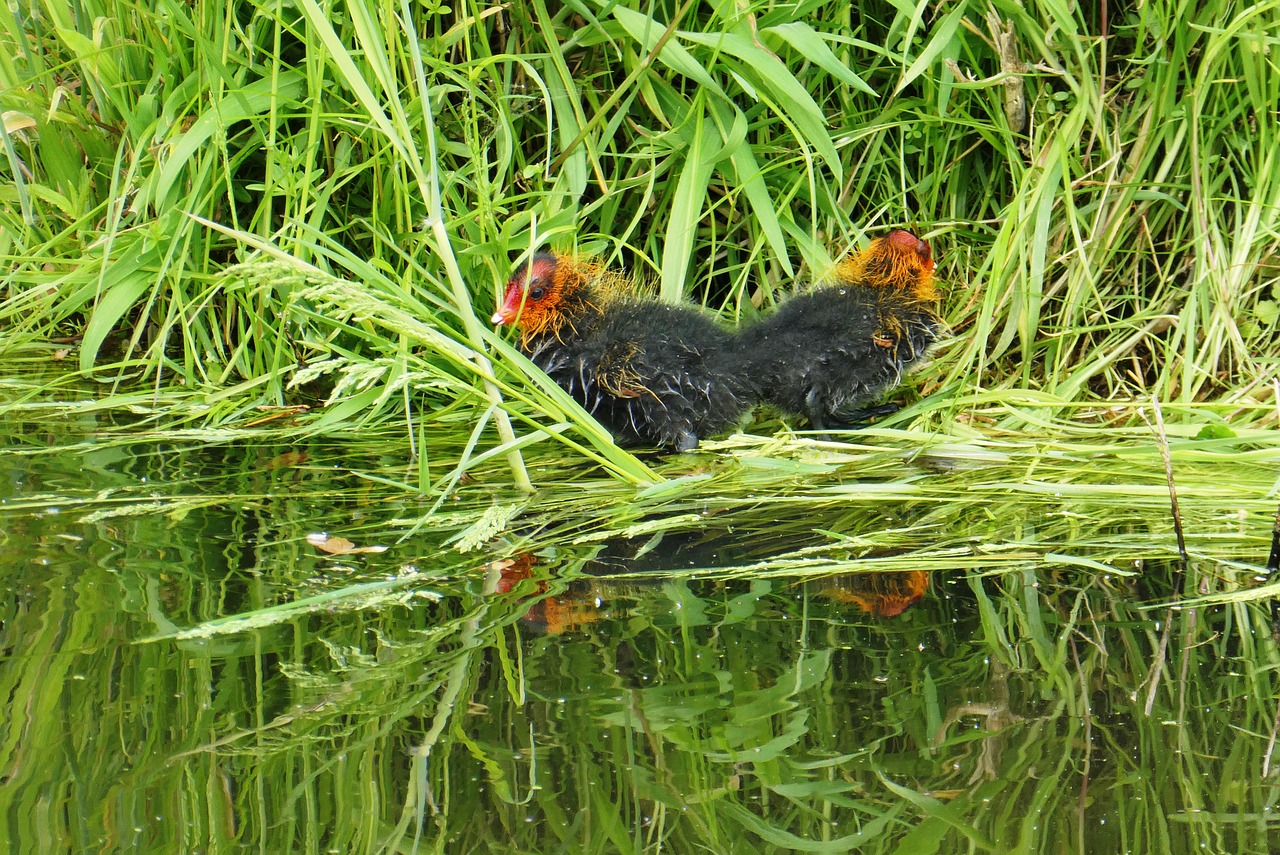 coot  fledglings  spring free photo