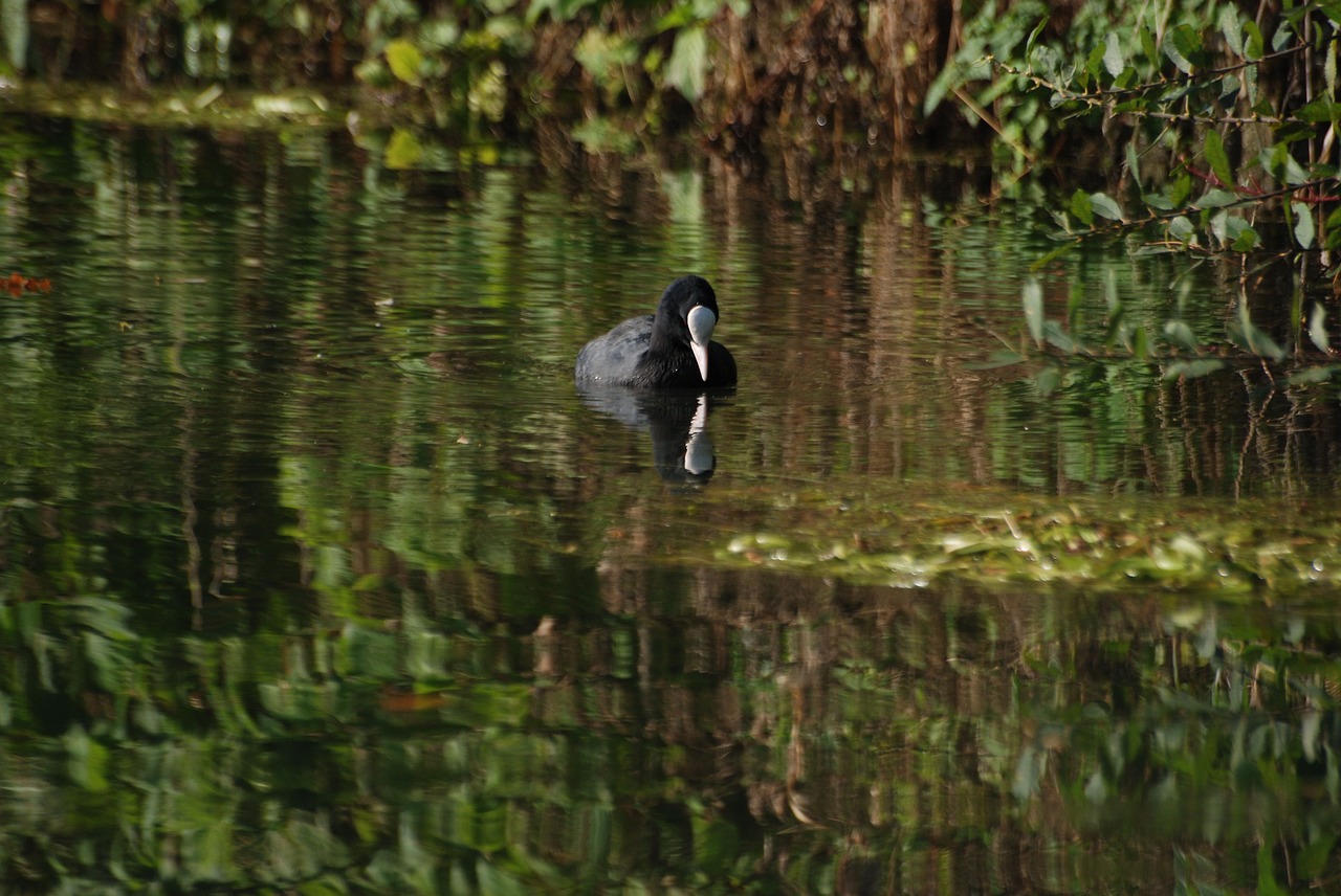 coot rallidae water bird free photo