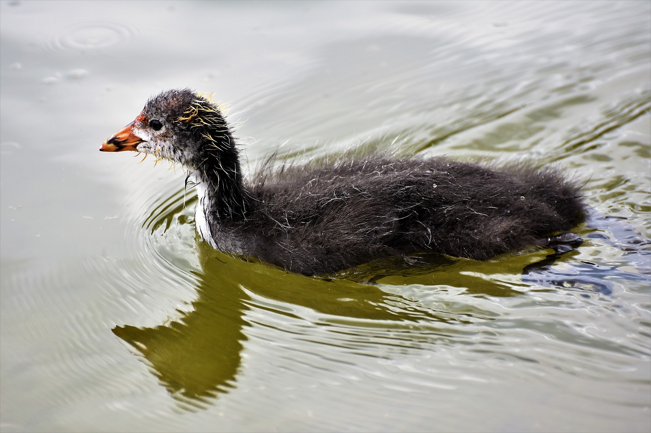 coot  duck  chicks free photo