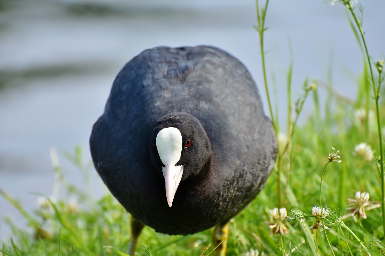 coot  duck  water bird free photo