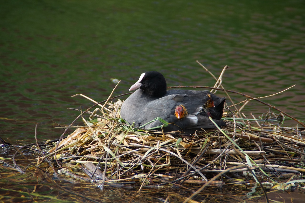 coot  nest  nature free photo