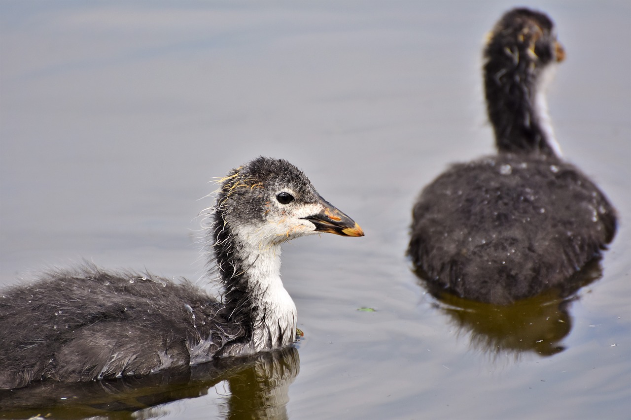 coot  duck  chicks free photo