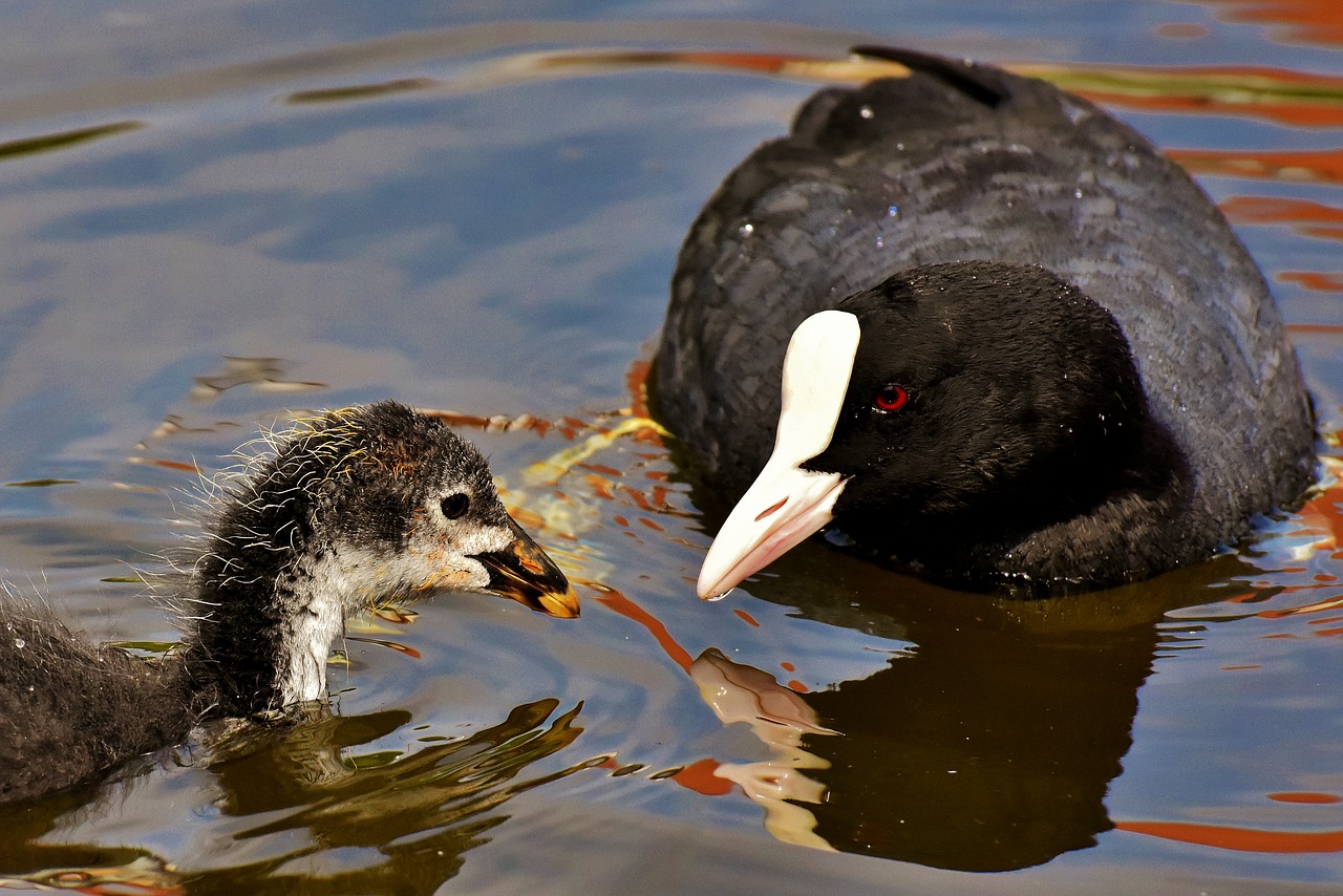 coot  chicks  feed free photo