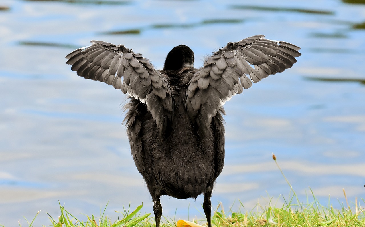 coot  chicks  wing free photo