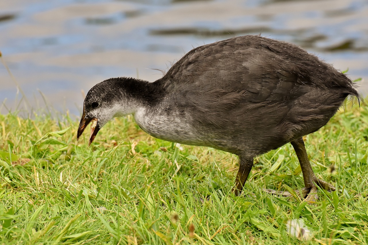 coot  chicks  waters free photo