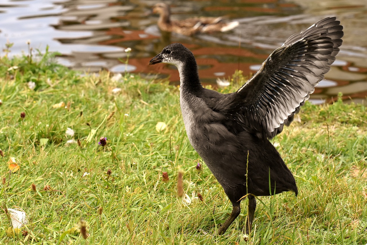 coot  chicks  food free photo