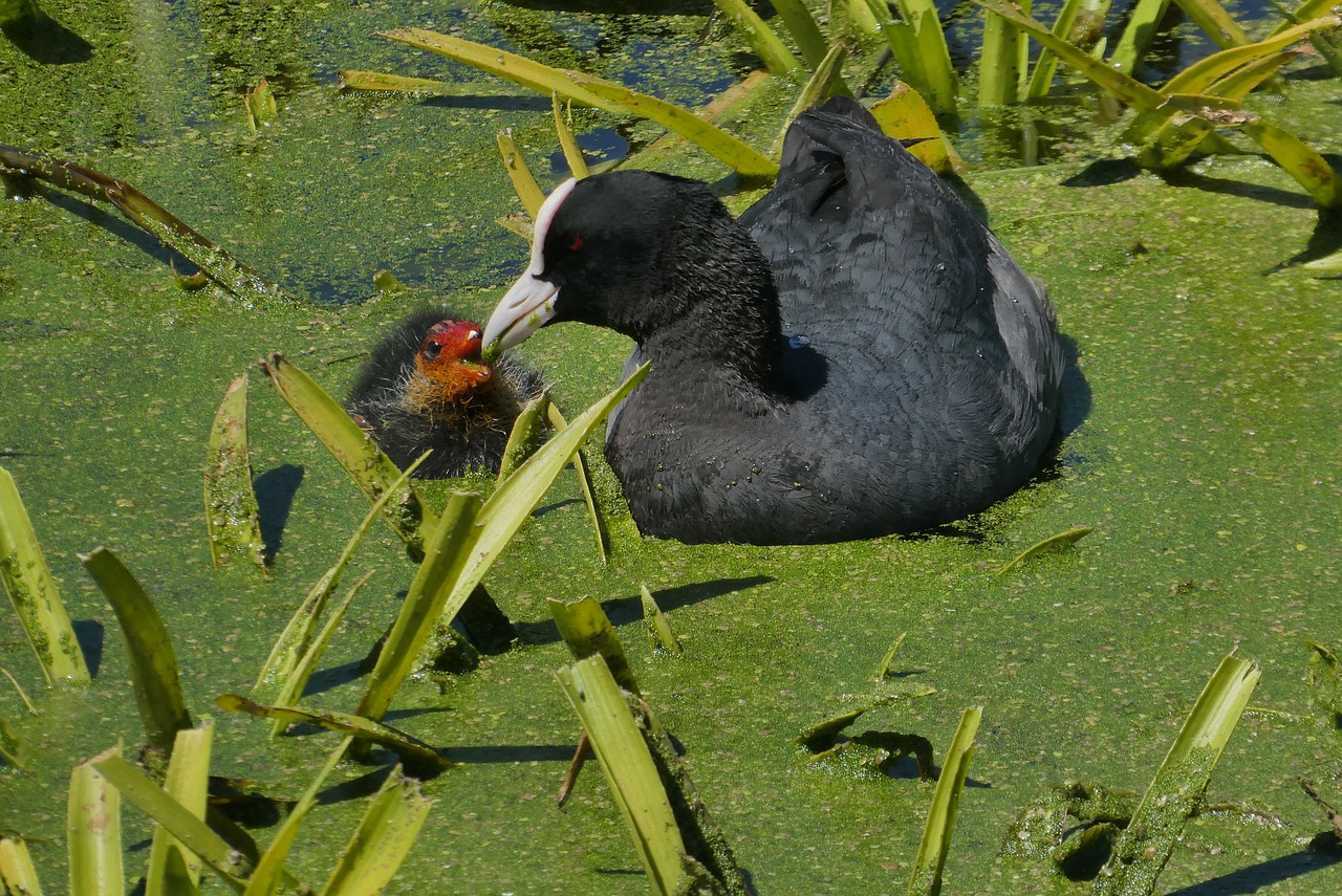 coot  young coot  feed free photo