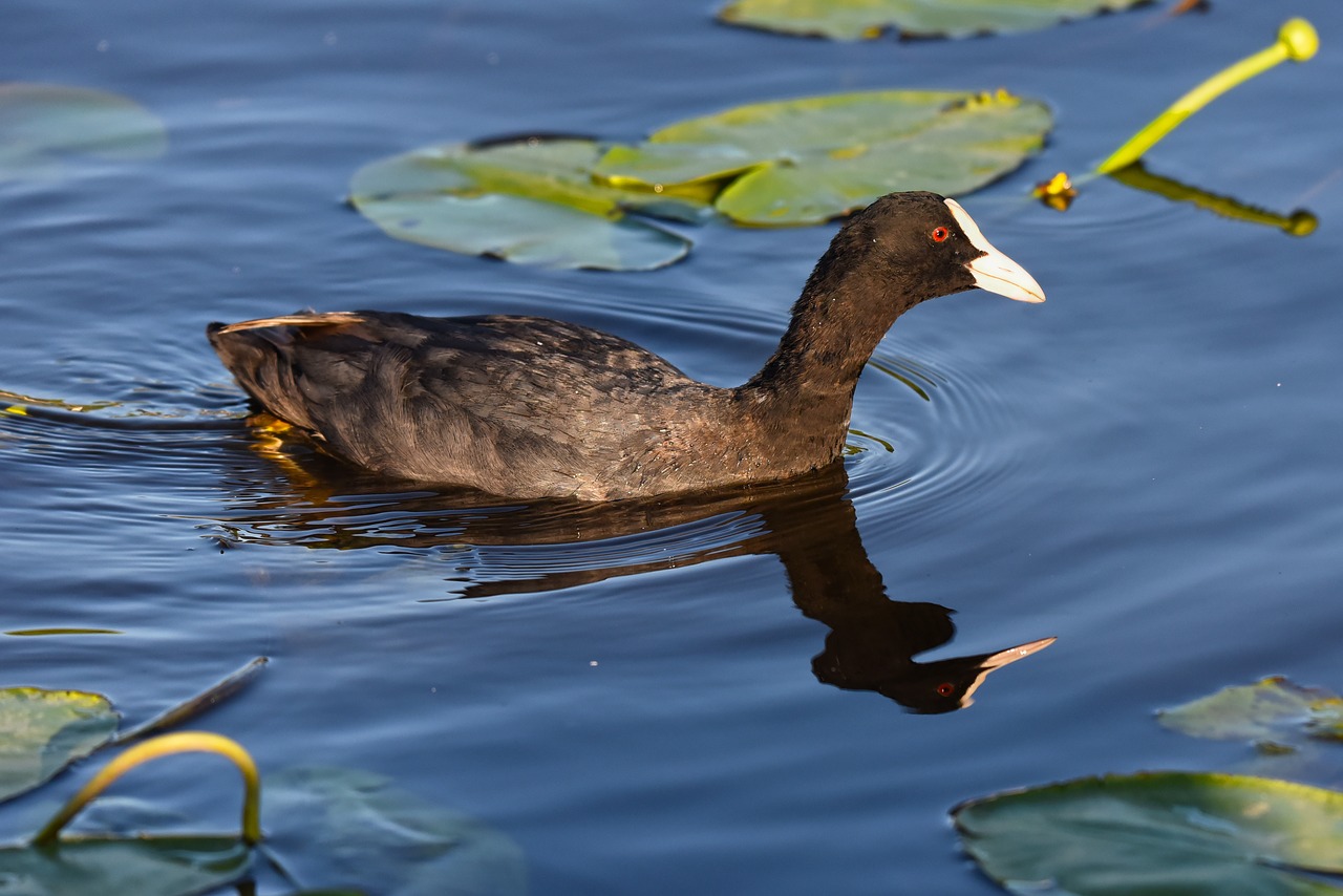 coot  bird  water bird free photo