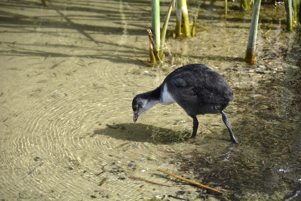 coot  animal  creature free photo