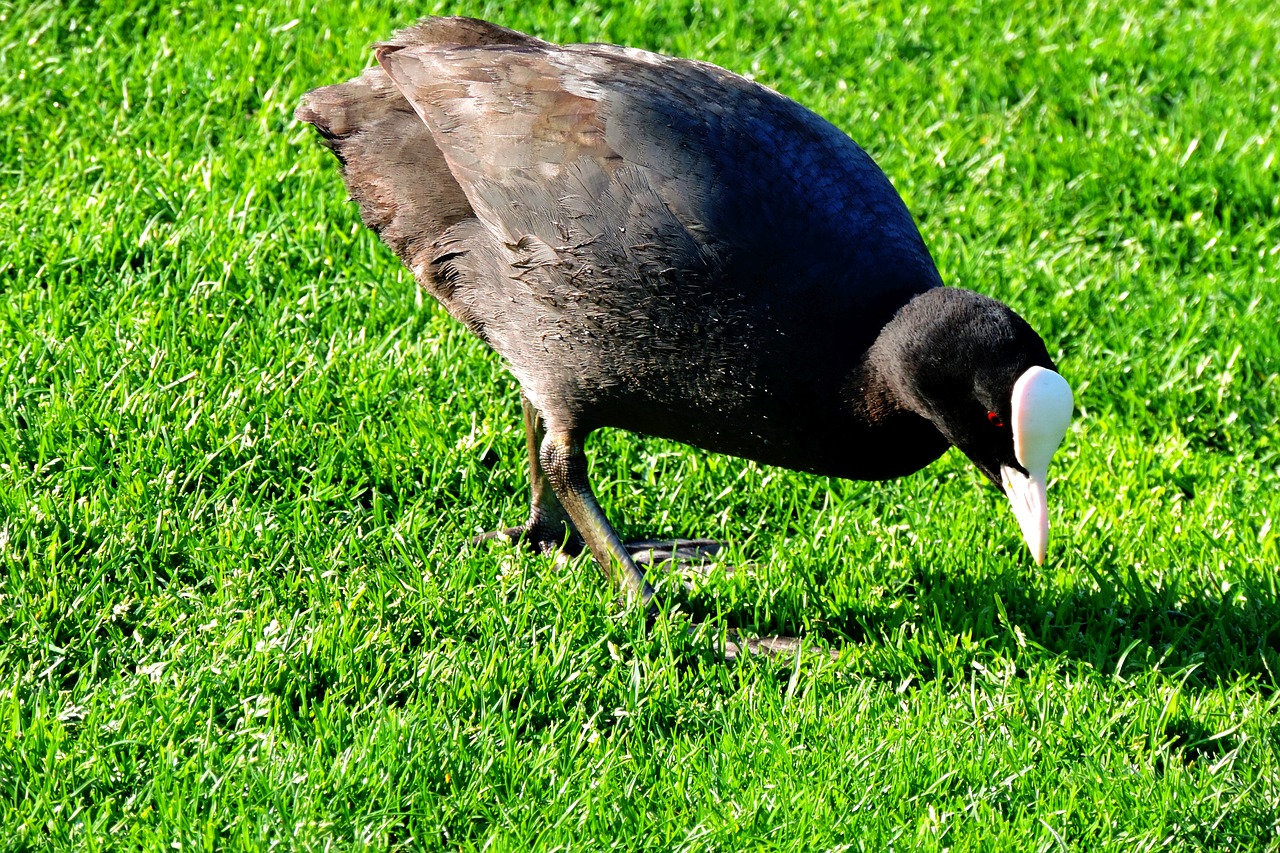 coot  the kalterer lake  south tyrol free photo