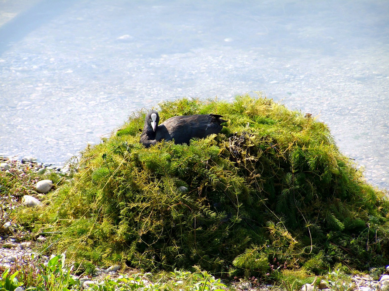 coot  waterfowl  resting bird free photo