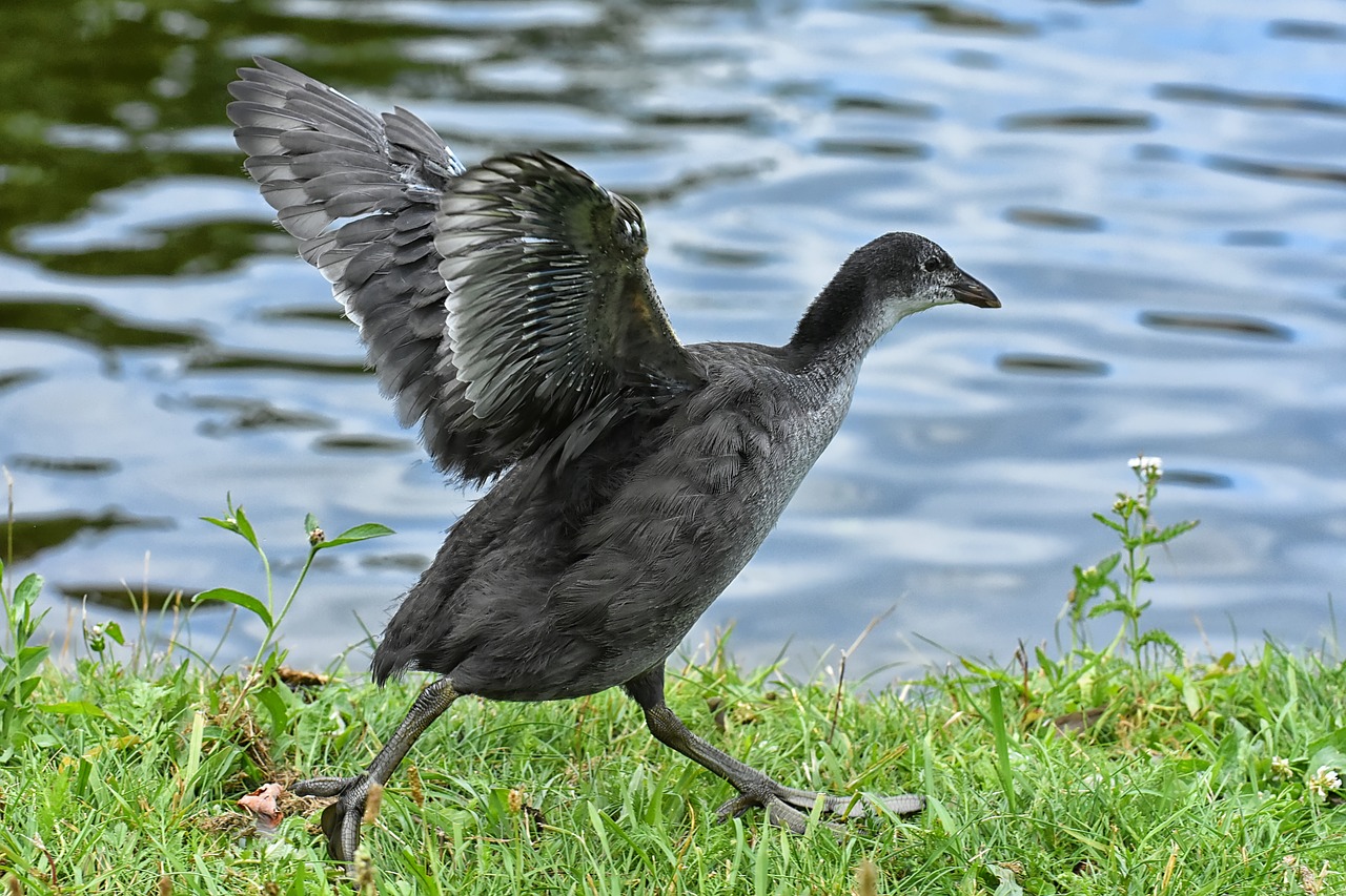 coot  chicks  wing free photo