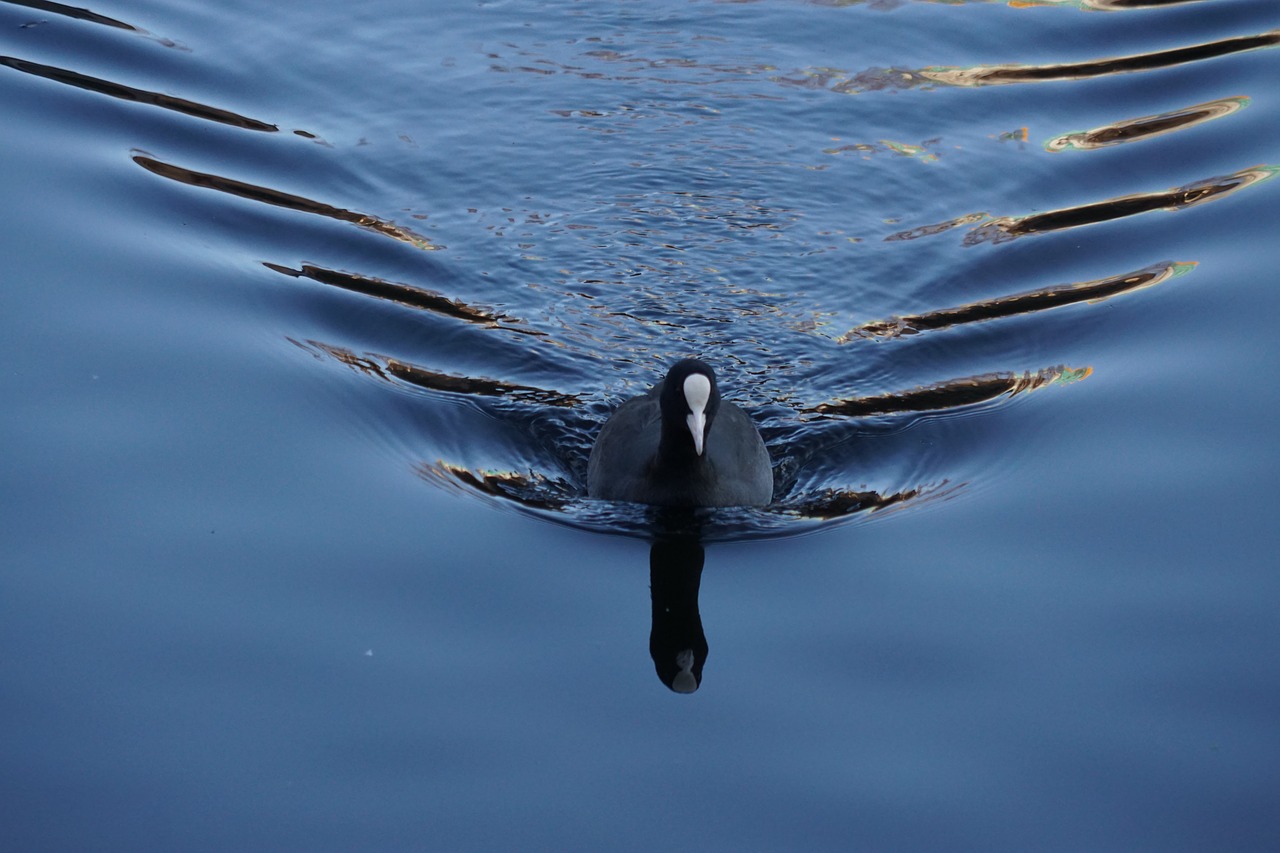 coot  waves  bird free photo