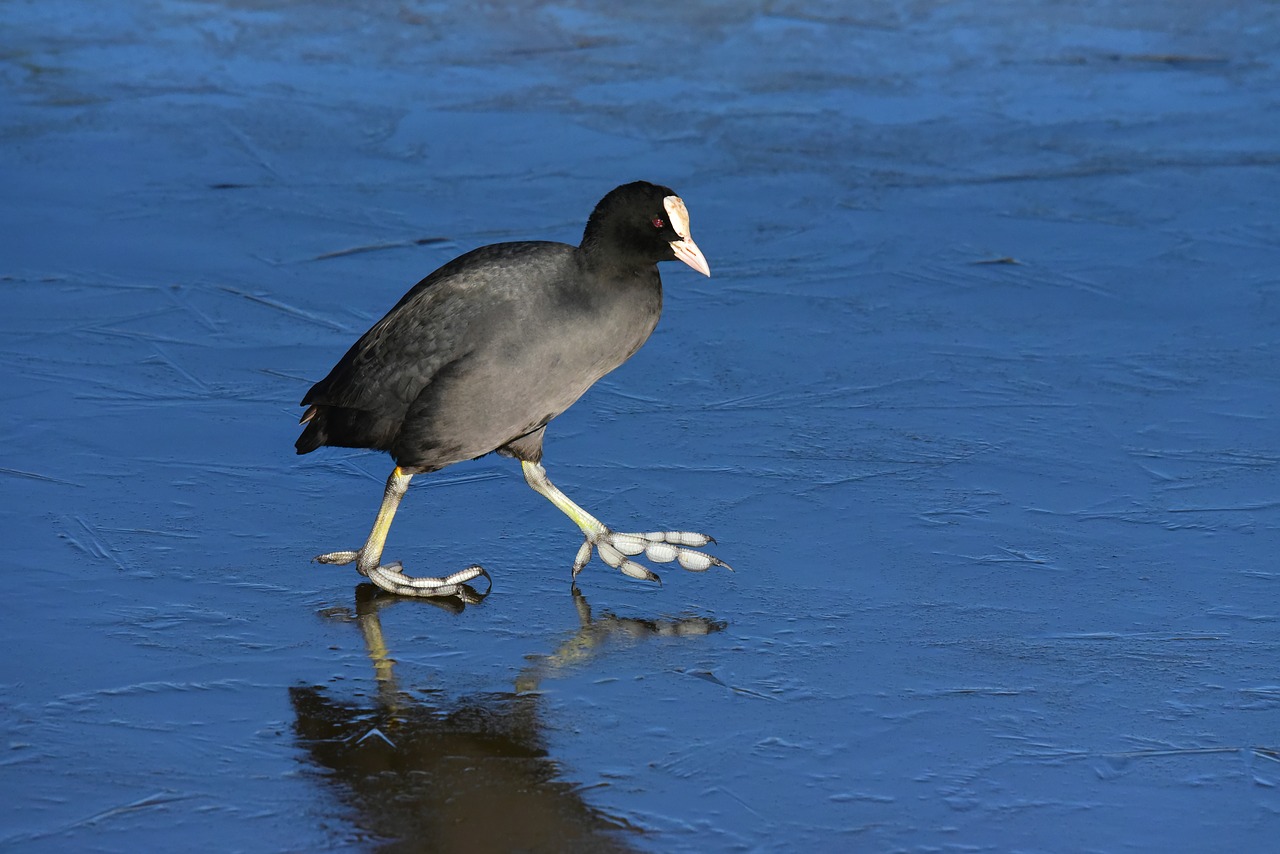 coot  water bird  animal free photo